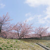 優しい空と河津桜