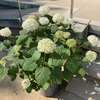 今年も明石・住吉神社で紫陽花を満喫♪