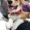 【コーギー小太郎との出会い】私が重度の犬好きになった経緯と犬を飼うために行ってきた人生の選択について