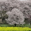 【権現堂堤の桜】大木の桜並木と菜の花畑の競演は絶景！　