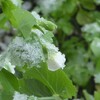 埼玉でも雪が積もりました。