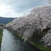  疏水の桜
