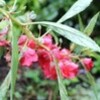 「ムクゲ（木槿）」の花が、秋雨に濡れて…。