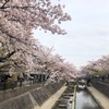 定番コースで桜散り際ポタ（2019年4月）