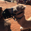 エアーズロックリゾートでかわいいラクダに乗る。Uluru Camel Toursの利用方法をまとめています。