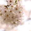 2024年桜満開・お花見備忘録