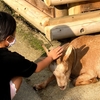 【お出かけスポット】【埼玉】【東松山】埼玉県こども動物自然公園に行ってきました 続き×4