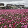 ゴデチアの花とイオンモール高崎