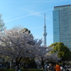 5月だ！　桜・短歌２０２６の続き