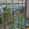 ミニトマトの再生はなるか