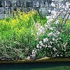 山崎川の桜