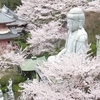 ２０２４ 桜を見る ～ 壷阪寺②