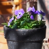 俺の植物たちの引っ越しその２