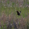 キガシラムクドリモドキ(Yellow-headed Blackbird)