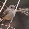 尉鶲（ジョウビタキ）♀