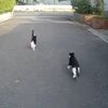 仲良し親子猫２匹、飼い主さんと一緒にお散歩！「にゃーにゃー」とついて来てかわいい！