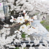 【花見】東横線の元住吉でお花見！　渋川沿いに咲く住吉ざくらが美しい　かながわの花名所100選