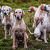 イギリスで絶滅する可能性がある10の犬種