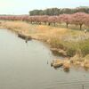 八千代新川「千本桜祭り」