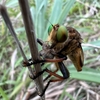 クモを捕食するシオヤアブ　硫黄島