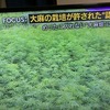 大麻の栽培が許された認可農家（撮影禁止です）