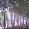 「竹」の生き方について。