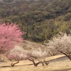 豊岡梅園に梅の花を見に行きました。