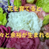 【生活の嗜み】リモートワークのリフレッシュ方法として花を育てると心も落ち着く