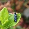 ツツジの葉が食べられている？幼虫がいる？害虫ルリチュウレンジハバチに要注意！　