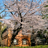 東京藝術大学キャンパスの染井吉野／桜（散歩写真）