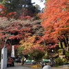 高尾山の紅葉と甲州街道の銀杏並木の黄葉鑑賞