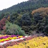 Yoshikoさんと季節の花散策　その1　　〜ざる菊〜　