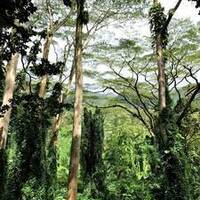 ドラマ Lost のロケ地ツアーにハワイで参加してみた モウソウの森 ドラマ Lost のロケ地ツアーにハワイで参加してみた モウソウの森