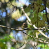 ジィちゃんと探鳥、富士山麓・中の茶屋の野鳥、のつづき/2020-10-25