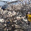 百梅園＠岐阜県安八町へ早咲きのウメを見に行った2023