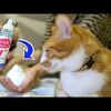 猫のシャンプー動画　風呂嫌い猫におすすめ