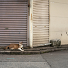 近隣繁華街のねこさん