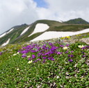 北海道の山と花