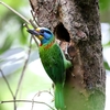 タイワンゴシキドリ(Taiwan Barbet)の子育て