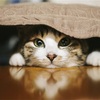 猫と暮らすとどうなる？ 生涯かかる費用