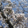 鎌倉の桜