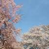紅葉の名所 白駒の池 紅葉 ２０２１年 見頃に？