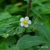 エゾヘビイチゴ Fragaria vesca 