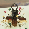 クワガタやカブトムシは昆虫なのか？　昆虫と虫は何をもって違うというのか。