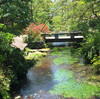 【写真修正・修復・復元の専門店】不要物の消去 滋賀県醒ケ井・梅花藻