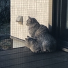 サバ猫写真館