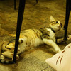  台北の猫カフェ「小貓花園」の猫 #5