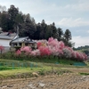 きょうも桜ドライブ（桜並木がありました・・・）