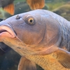 鯉に関する雑学！