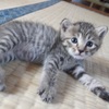 【猫ちゃん】拾い猫 海ちゃんを飼い始めて今日で2年目・・その後